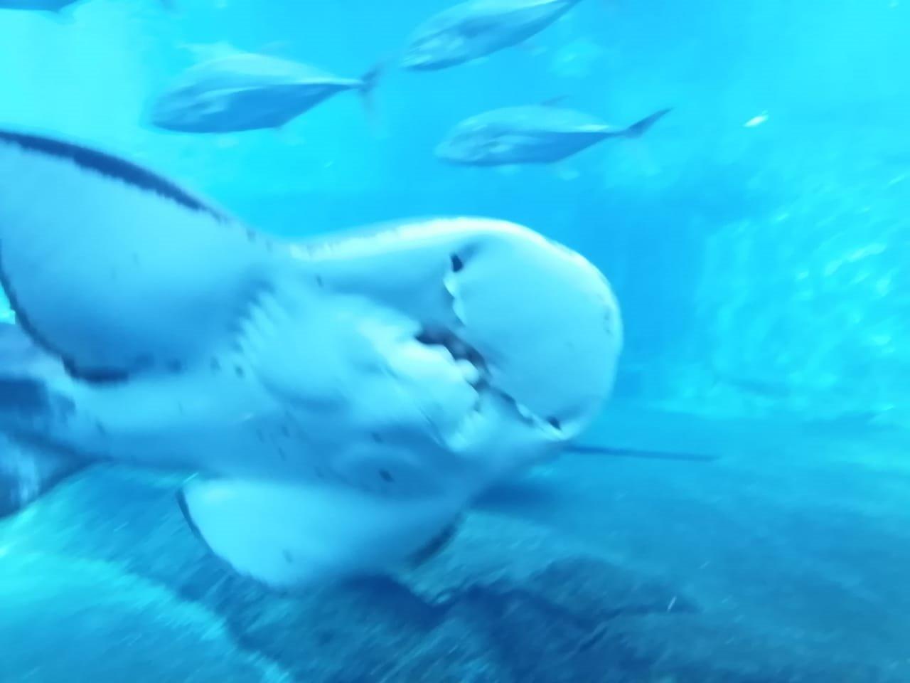 IMG-20230615-WA0016